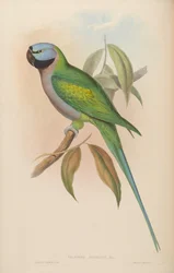 Palaeornis derbianus = Psittacula derbiana